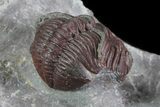 Red Barrandeops Trilobite - Hmar Laghdad, Morocco #71685-3